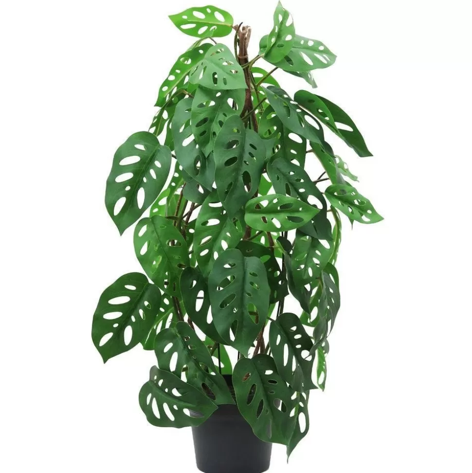 RETIF Dieffenbachie In Form Geschnitten Im Topf H 80 Cm