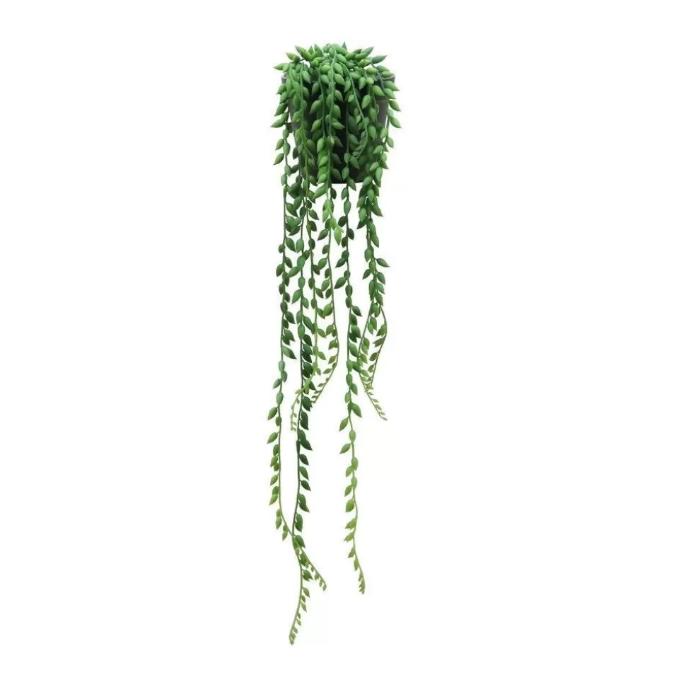 RETIF Hangende Sukkulente Sedum Morganium Im Topf H 50/60 Cm